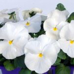 Pansy-Clear-White