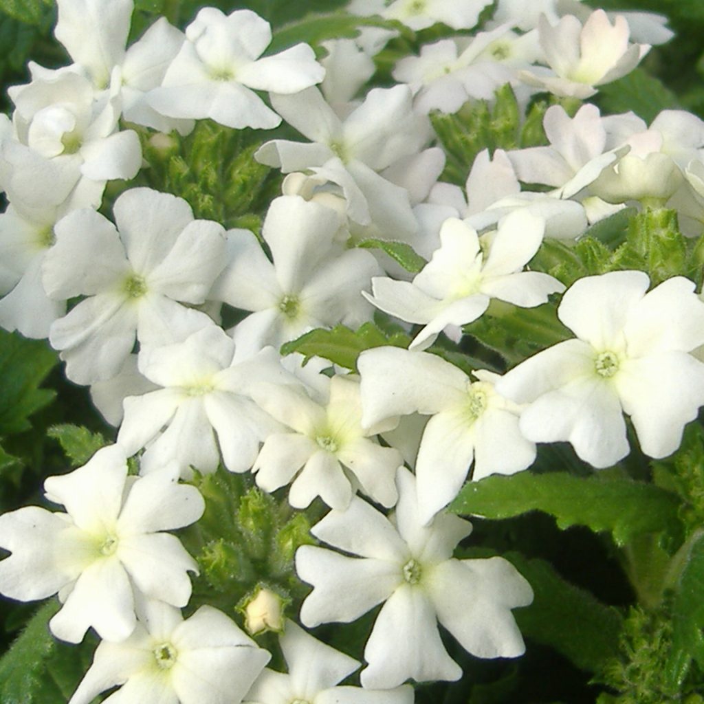 Verbena White