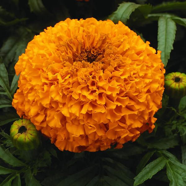 marigold orange african marigolds seeds flower erecta tagetes deep flowers french moon colour easy spacing pots moonsong