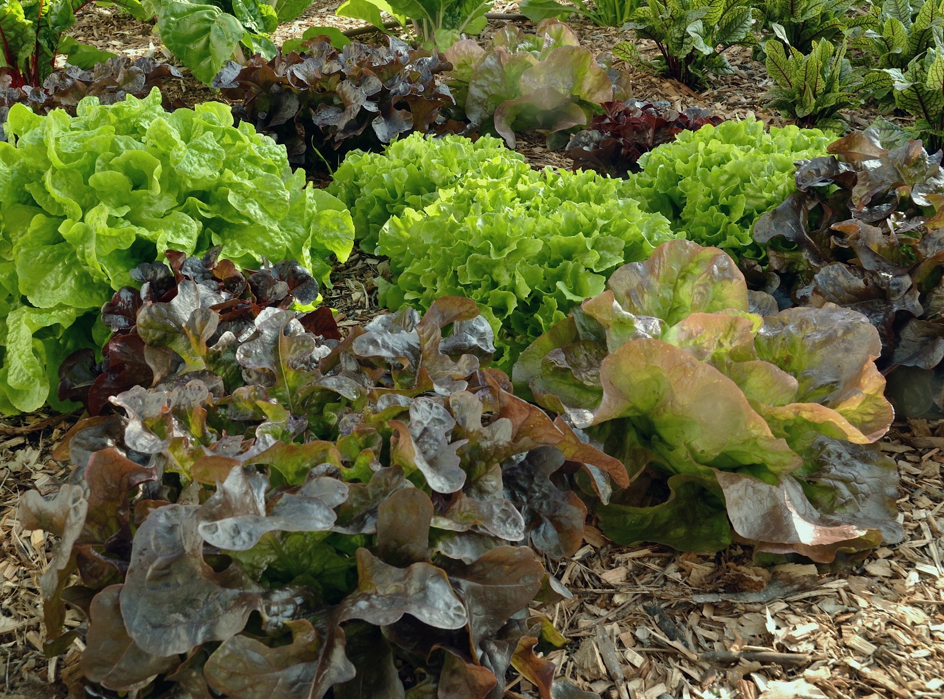 Lettuce Mix