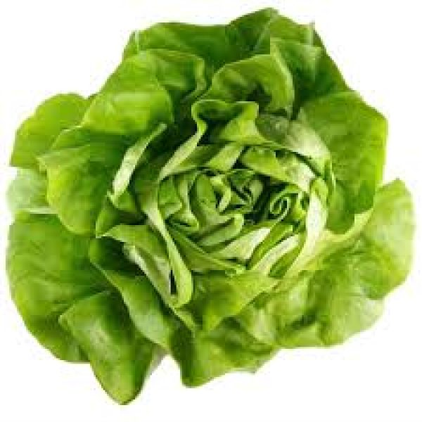 Lettuce Butterhead Green