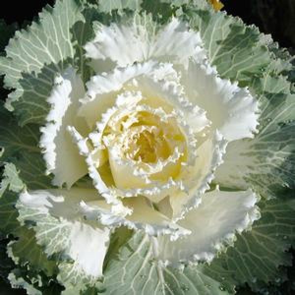 Ornamental Kale White