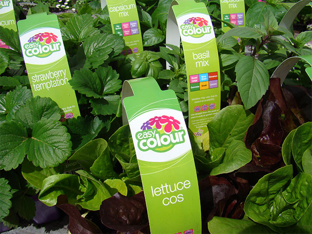 easy-colour-herbs-vegetables