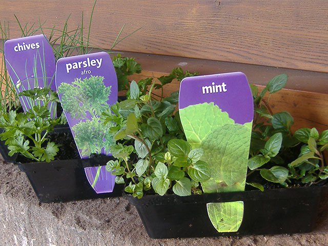 easy-colour-punnet-herbs