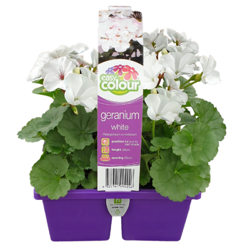 Geranium Archives